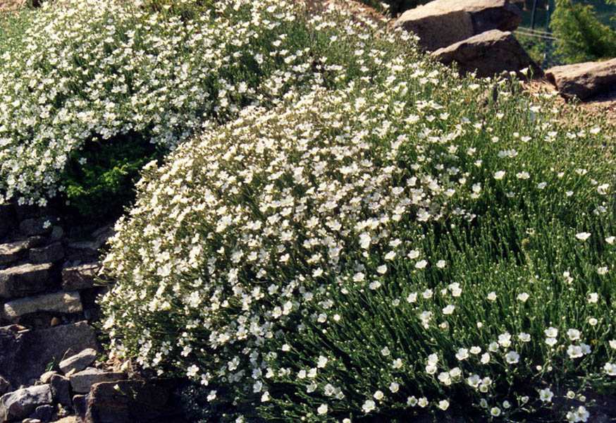 Minuartia capillacea en fleurs sur des éboulis stabilisés dans les Alpes